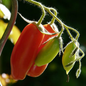 What are Nightshade Vegetables and Why are they Bad